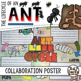 Ant Life Cycle Activity: Collaborative Research Poster