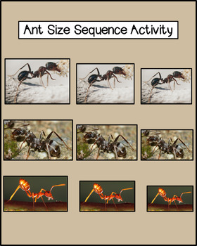 Preview of Ant Size Sequence Activity
