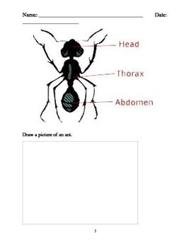 Preview of Ant Worksheet