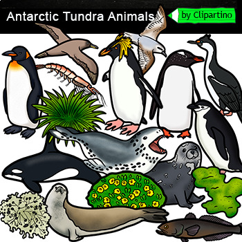 Preview of Antarctic Animals Clip Art Commercial use /Antarctic Tundra Habitats Clip Art