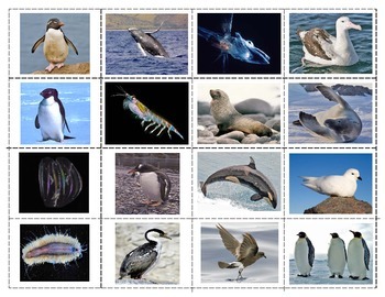 Antarctic Animals:Mini Matching Cards by Green Tree Montessori Materials