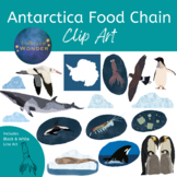 Antarctica Food Chain Illustrations / Clip Art