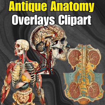 Preview of 14 Antique Anatomy Overlays Clipart, Vintage skeleton, body anatomical clip art