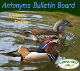 Antonym Bulletin Board