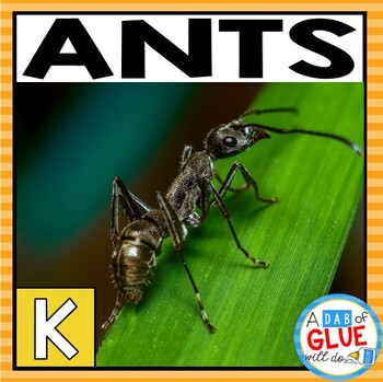 Preview of Ants: Insects Study | All About Ants : Science Insect Activities