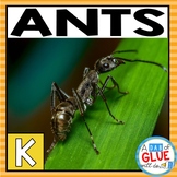 Ants: Insects Study | All About Ants : Science Insect Activities