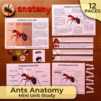 Preview of Ants Anatomy, Parts of an Ant, Ants Anatomy Activities, Ants Nature Study