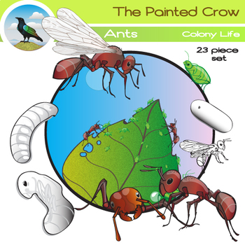 Preview of Ants Clip Art Set - Colony & Life Cycle Graphics - 23 Piece Color and Blackline
