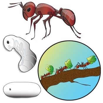 clip art ant