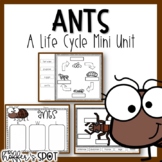 Ants Life Cycle