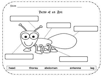 Ants- Literacy Activities by Cara Mrakovich | Teachers Pay Teachers