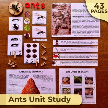 Preview of Ants Unit Study, Ants Nature Unit, Ants Life Cycle, Ants Anatomy