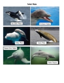 Apologia Sea Creatures - Toothed and Baleen Whales