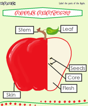 Preview of Apple Anatomy ; Parts of The Apple