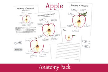 Preview of Apple Anatomy Worksheets, Parts of Fruit, Apple Montessori, Nature study