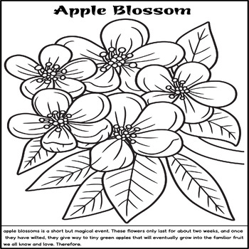 Apple Blossom Coloring Page : Spring Flower Coloring Page Poster March ...