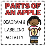 Apple Labeling | Parts of an Apple Craft | Apple Diagram &