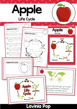 Preview of Apple Life Cycle