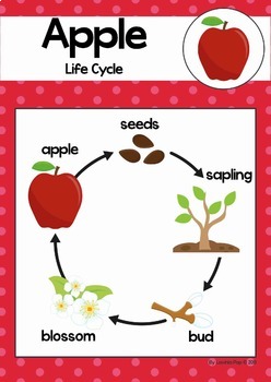 life cycle of an apple clipart scholastic