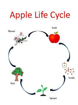 Life cycle of an apple cut and paste