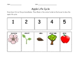 Apple Life Cycle