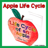 Apple Life Cycle Activities and Apple Reading Passages