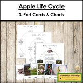 The Apple Life Cycle 3-Part Cards & Charts - Montessori No