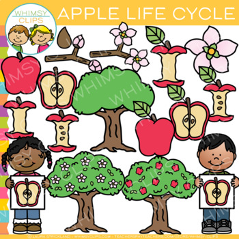 life cycle of an apple clipart scholastic