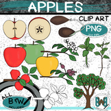 Apple Life Cycle Clip Art | Apple Tree Growth Clipart | Ap