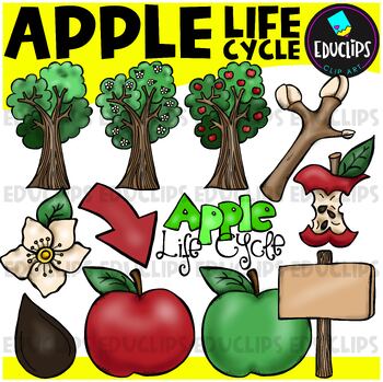 Preview of Apple Life Cycle Clip Art Set {Educlips Clipart}