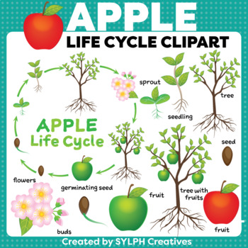 life cycle of an apple clipart scholastic