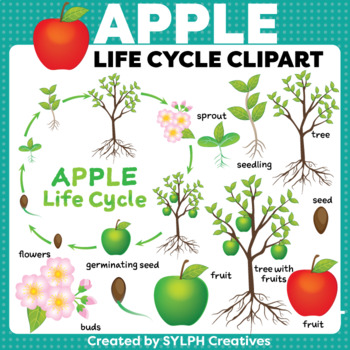 Apple Life Cycle ClipArt for Printable and Digital Resources by SYLPH ...