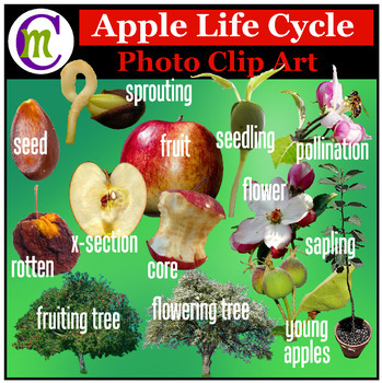 Preview of Apple Life Cycle Clipart