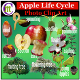 Apple Life Cycle Clipart