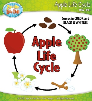 life cycle of an apple clipart scholastic