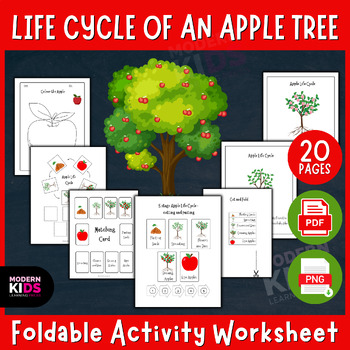 Preview of Apple Life Cycle - Foldable Activity Worksheet