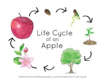 life cycle of an apple clipart scholastic