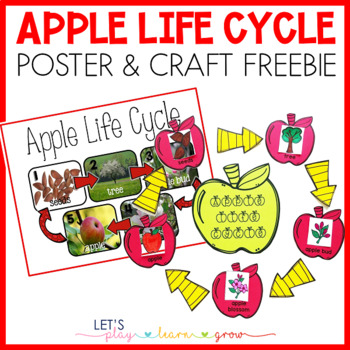 Preview of Apple Life Cycle Poster & Activity Freebie