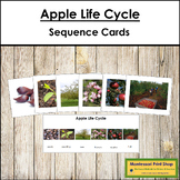 The Apple Life Cycle Sequence Cards