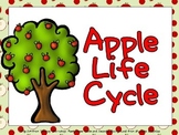 Apple Life Cycle Shared Reading PowerPoint- Kindergarten