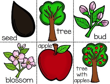 life cycle of an apple clipart scholastic