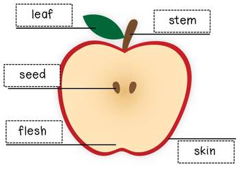 Apple Parts by Nicki Thigpen | Teachers Pay Teachers