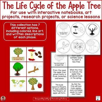Preview of Apple Tree Life Cycle Activities, Crafts, Worksheets & Printables - Plant Life 