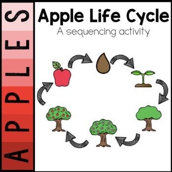 life cycle of an apple clipart scholastic