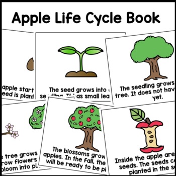 life cycle of an apple clipart scholastic