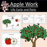 Apple Work Apple Tree Life Cycle and Parts Science Botony Fall