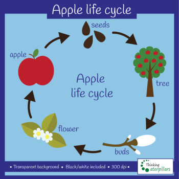 life cycle of an apple clipart scholastic