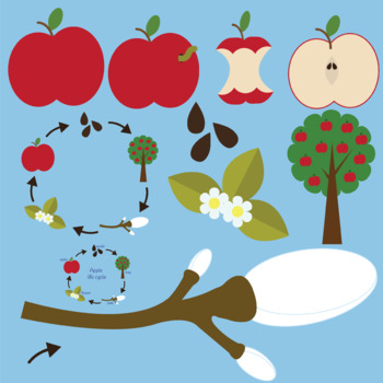 life cycle of an apple clipart scholastic