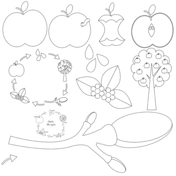 life cycle of an apple clipart scholastic