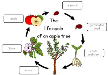 Apple tree life cycle bundle by Little Blue Orange | TpT